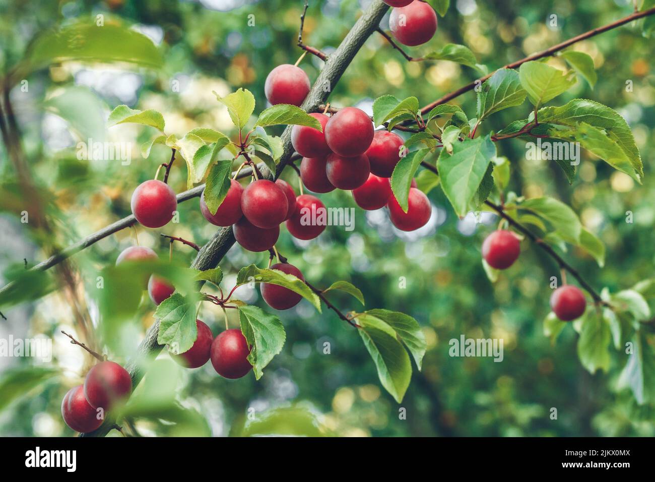 Ciruela cereza roja en una rama en el jardín. Frutos maduros en el árbol en verano. Enfoque selectivo. Hermoso bokeh. Moras de ciruela myrobalan y hojas verdes. Growi Foto de stock