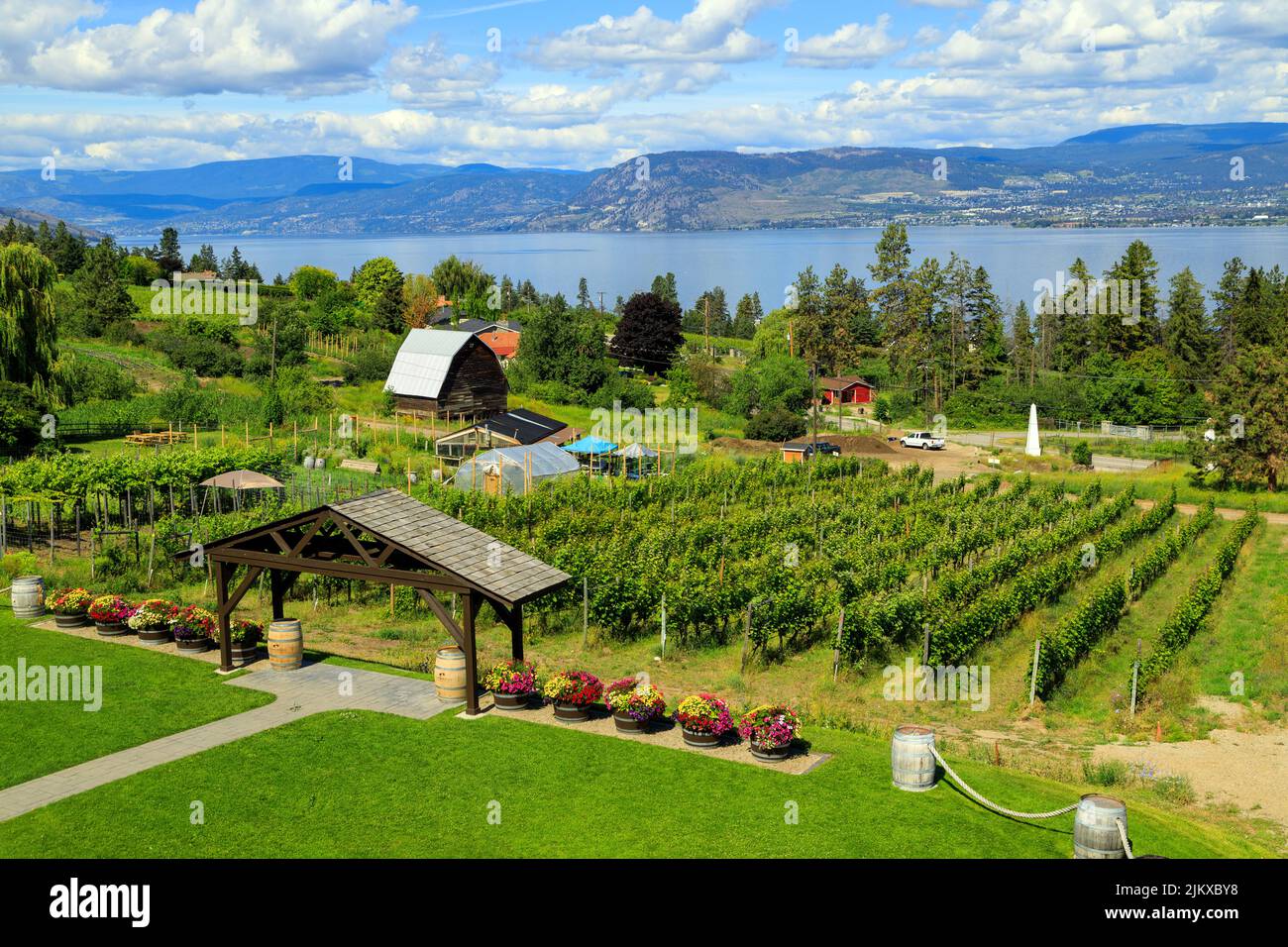 Vista de un viñedo agrícola ubicado en el Okanagan Valley en Kelowna, British Columbia, Canadá. Foto de stock