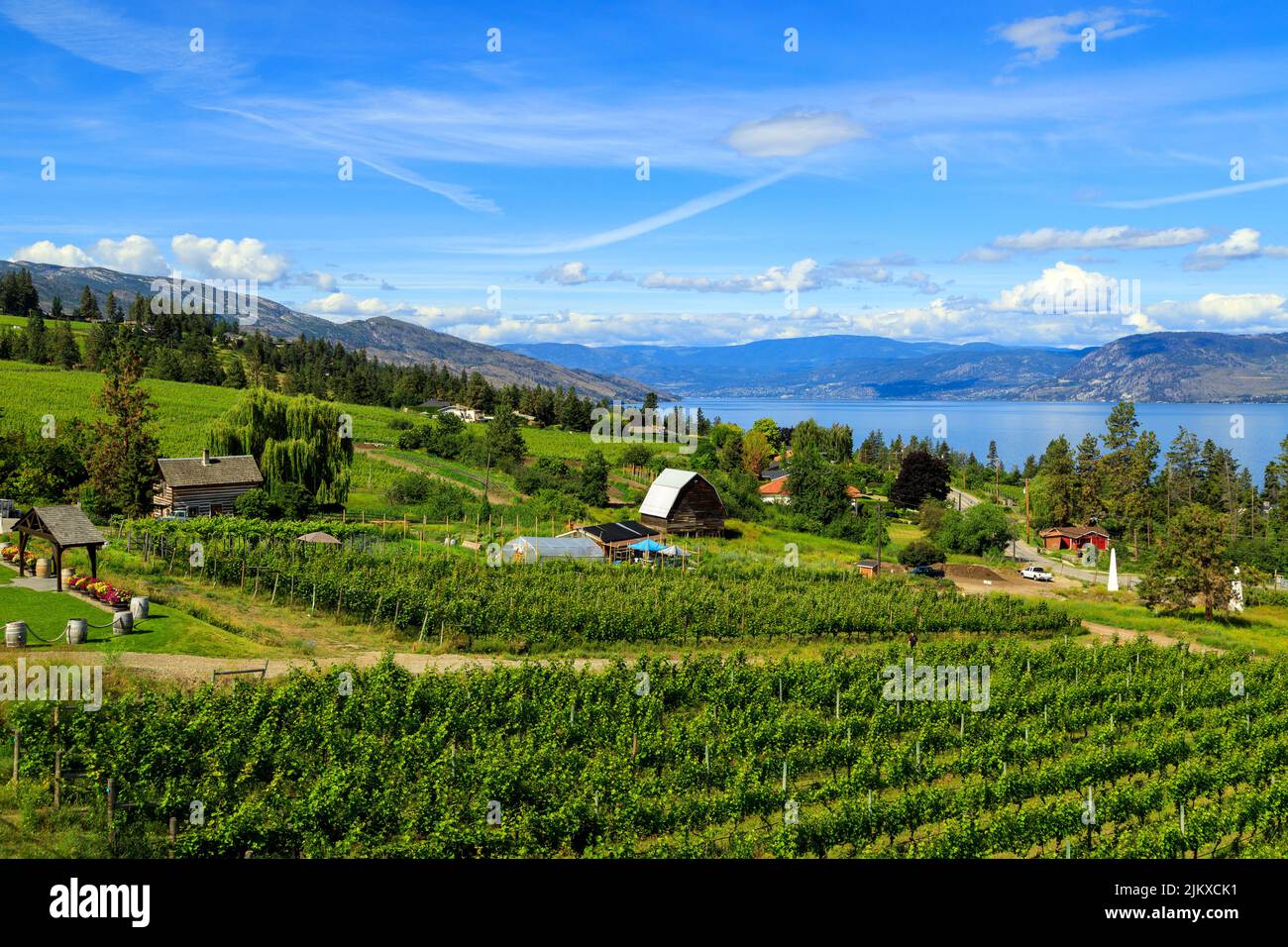 Vista de un viñedo agrícola ubicado en el Okanagan Valley en Kelowna, British Columbia, Canadá. Foto de stock