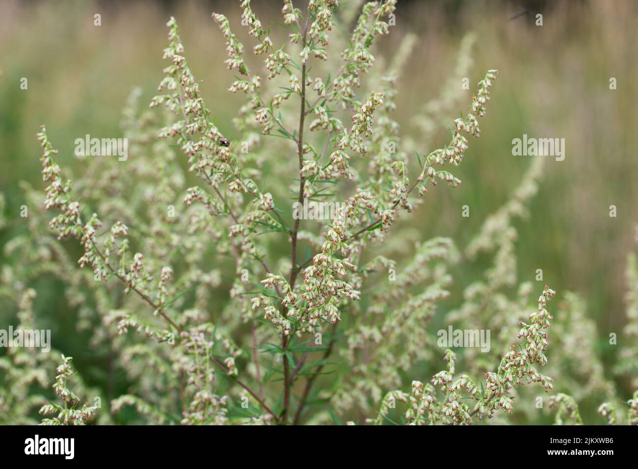Artemisia vulgaris, flores de mugwort común en prado primer plano enfoque selectivo Foto de stock