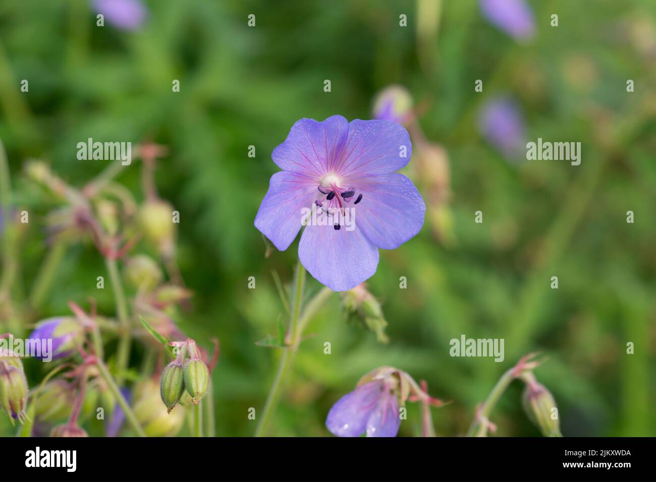 Geranio pratense, prado geranio verano flores violeta primer plano enfoque selectivo Foto de stock