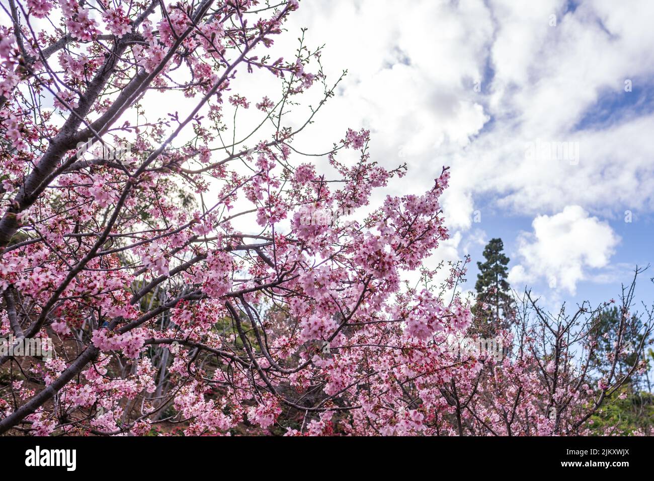 Una vista panorámica de las flores de color rosa cereza en las ramas de los árboles en un cielo nublado Foto de stock