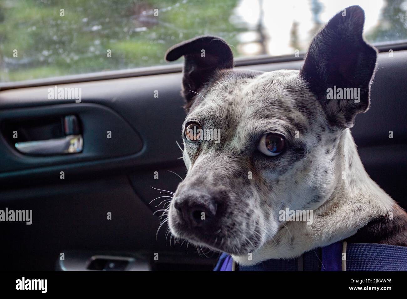 Un perro da una mirada escéptica a los ojos laterales desde el asiento trasero del pasajero de un automóvil Foto de stock