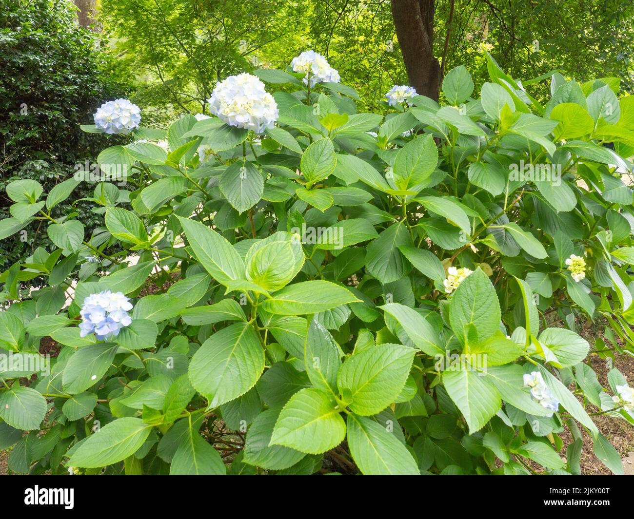 Hortensia blanca y azul fotografías e imágenes de alta resolución - Página  9 - Alamy