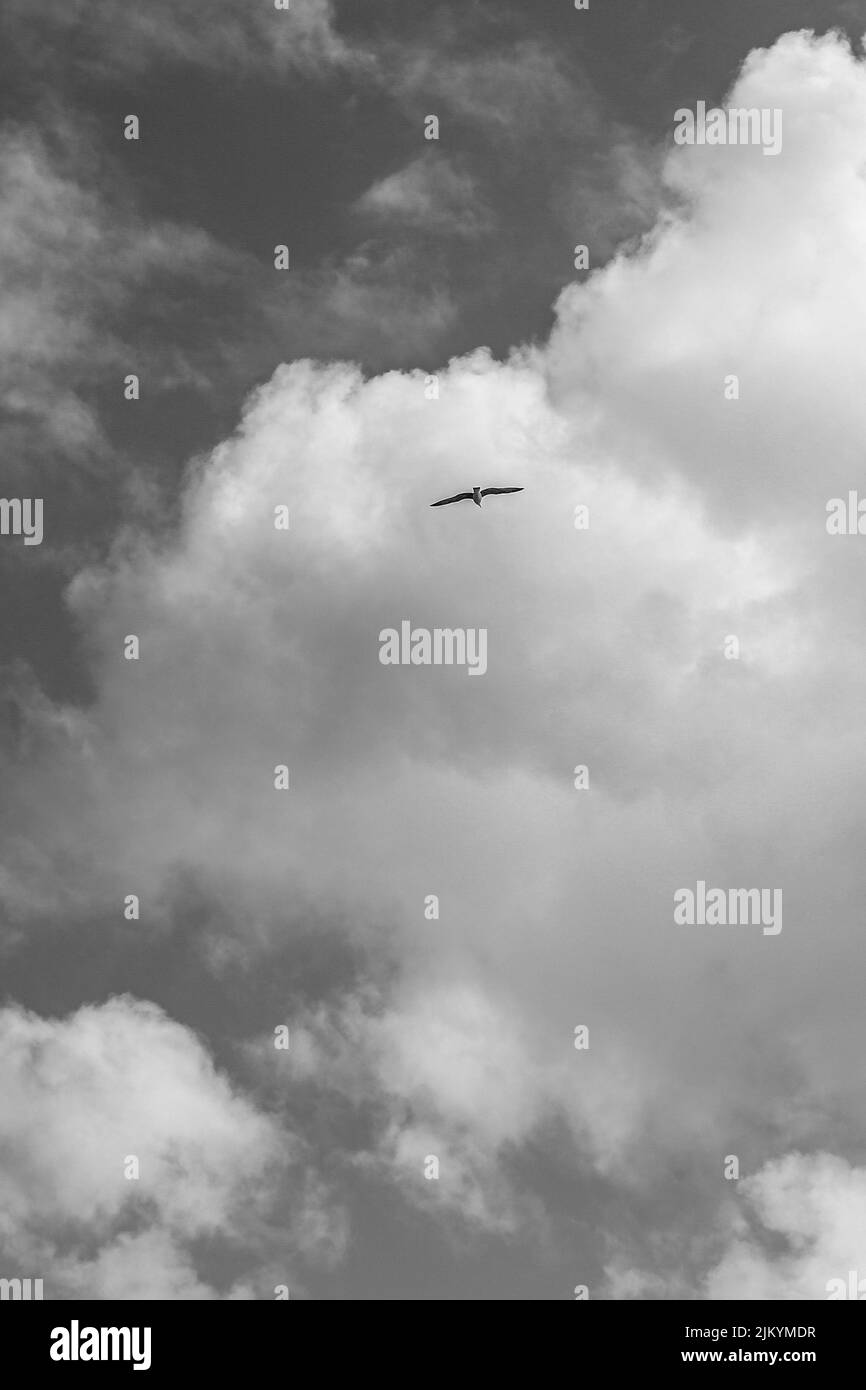Una vista de un hermoso pájaro volando en un cielo nublado Foto de stock