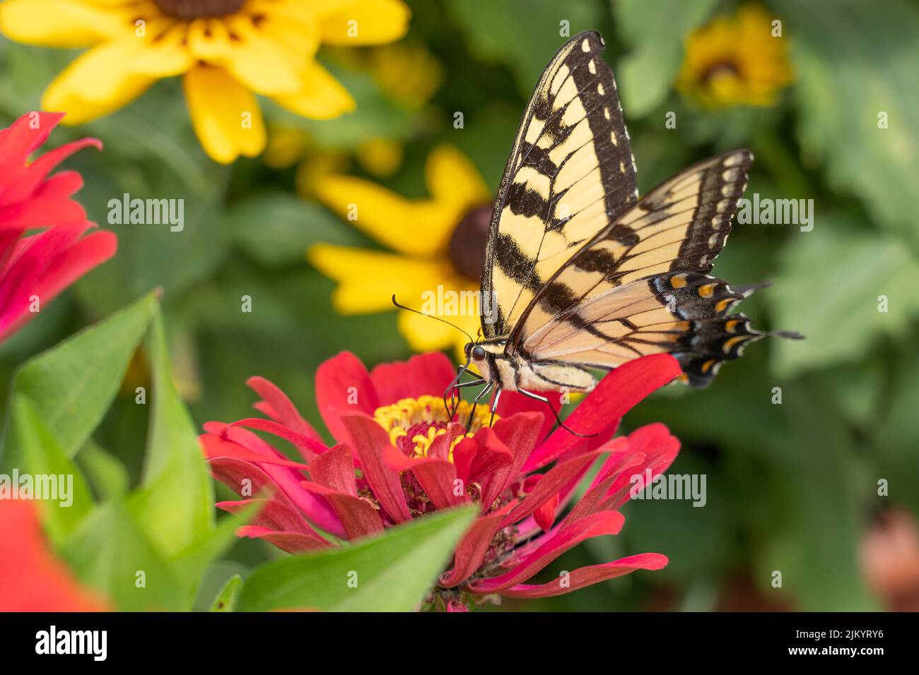 Cola de golondrina del tigre del este (Papilio glaucus) en la colorida flor  de zinnia en el jardín de verano Fotografía de stock - Alamy