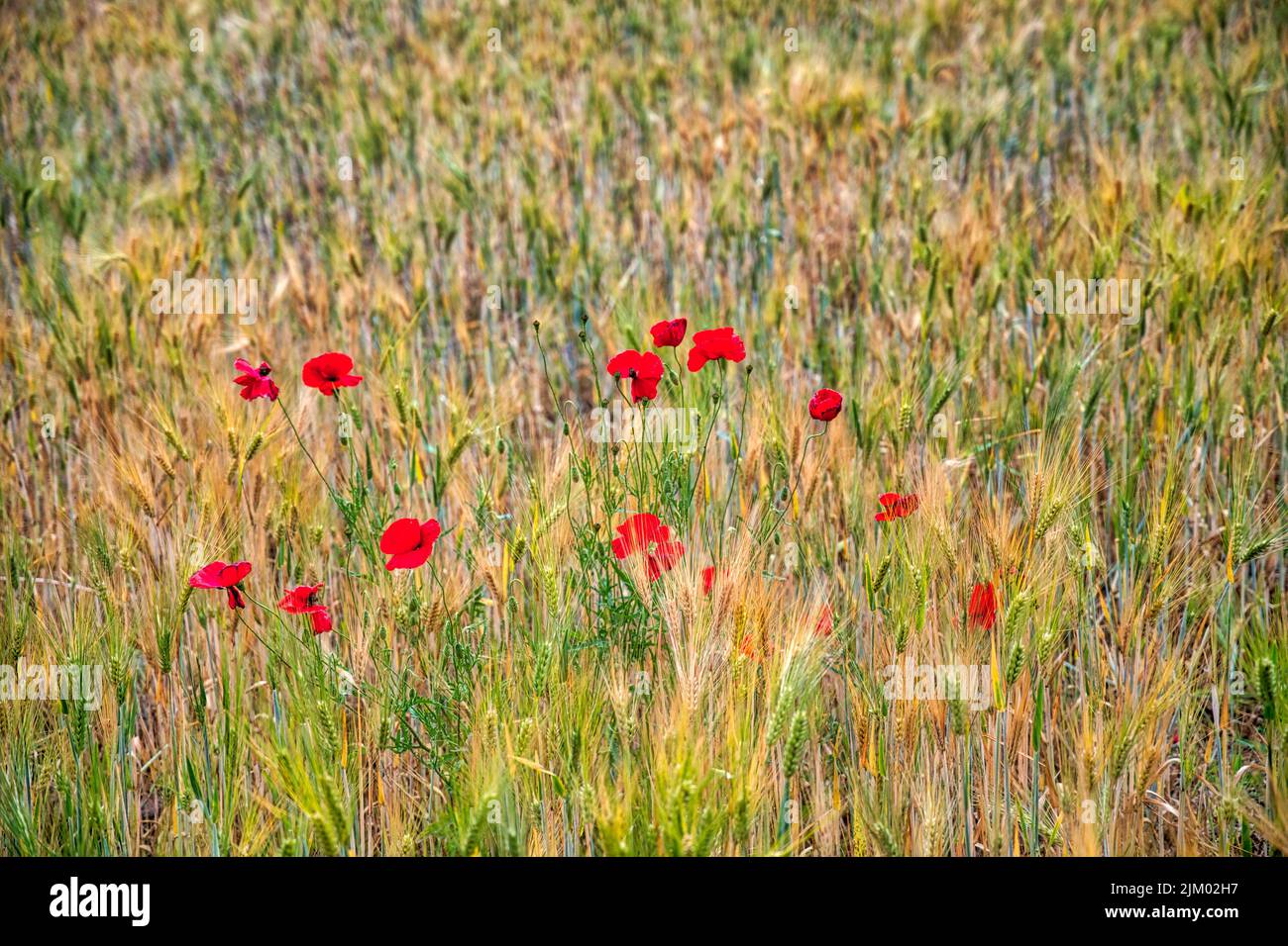 Un campo de trigo maduro y flores de amapola roja en un día soleado en primavera Foto de stock