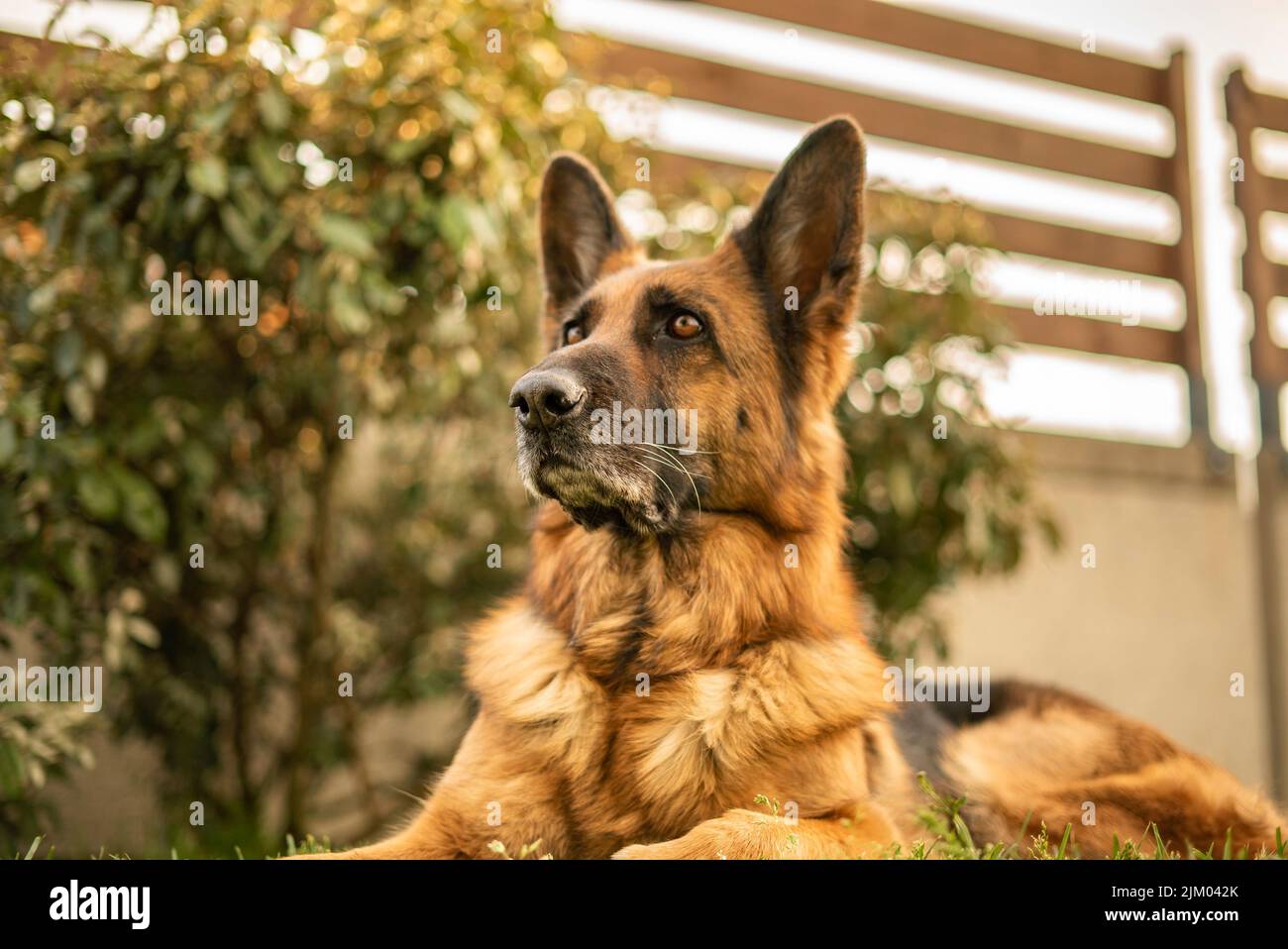 Retrato de perro pastor alemán en el prado Foto de stock