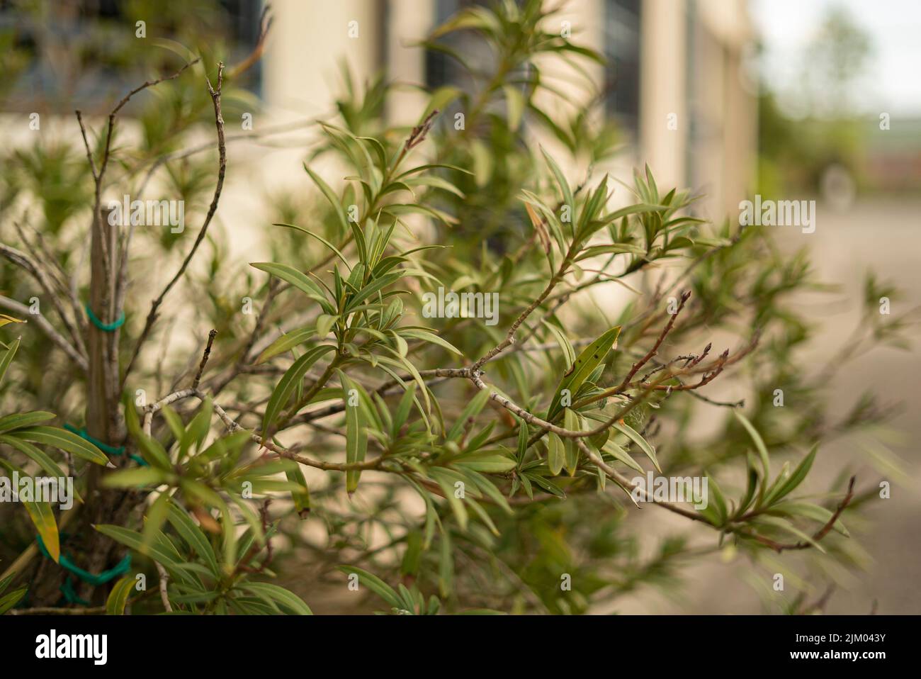 Oleander planta ornamental detalle en el jardín Foto de stock