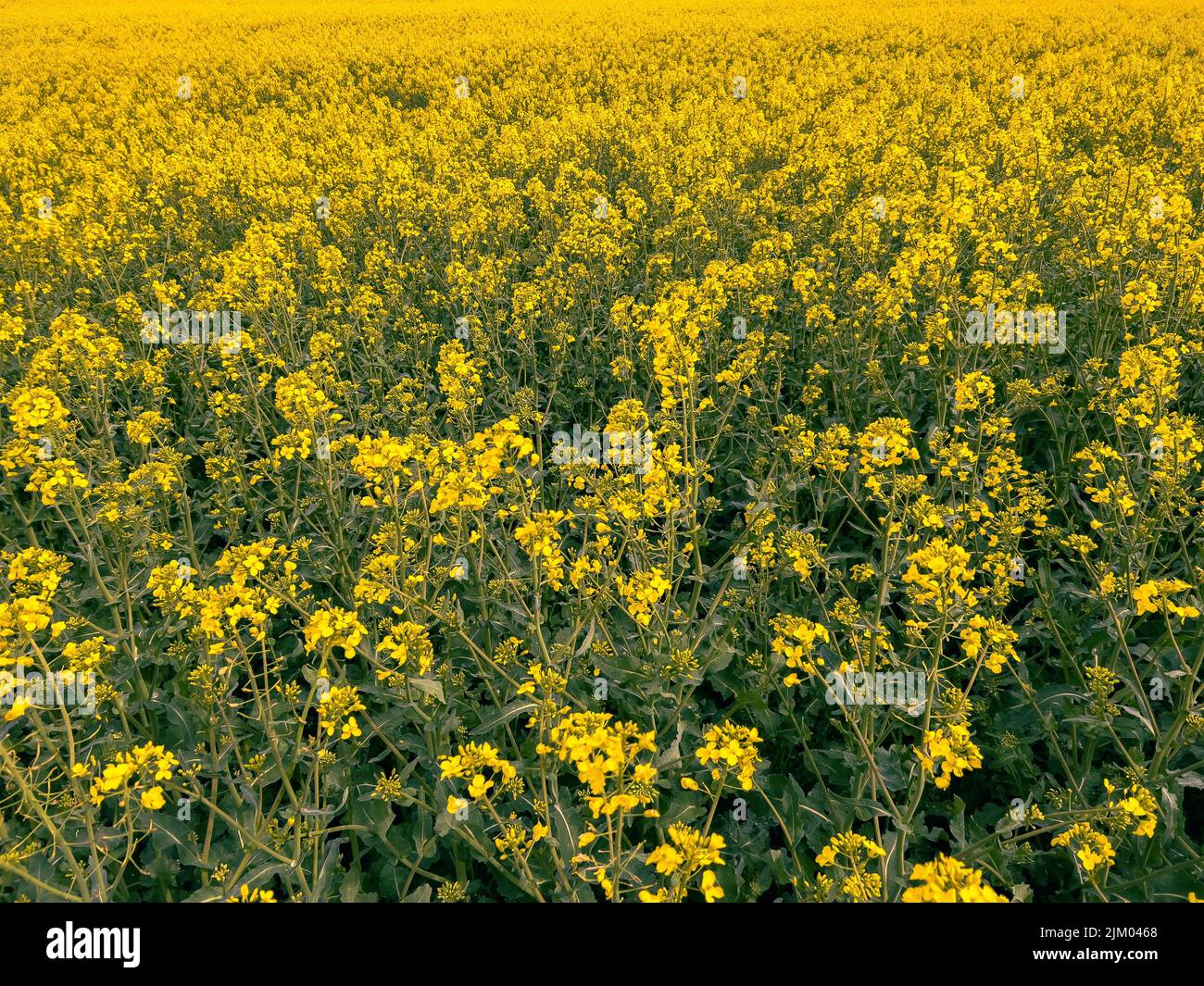 Una vista panorámica de flores amarillas con hojas verdes creciendo en un campo abierto Foto de stock