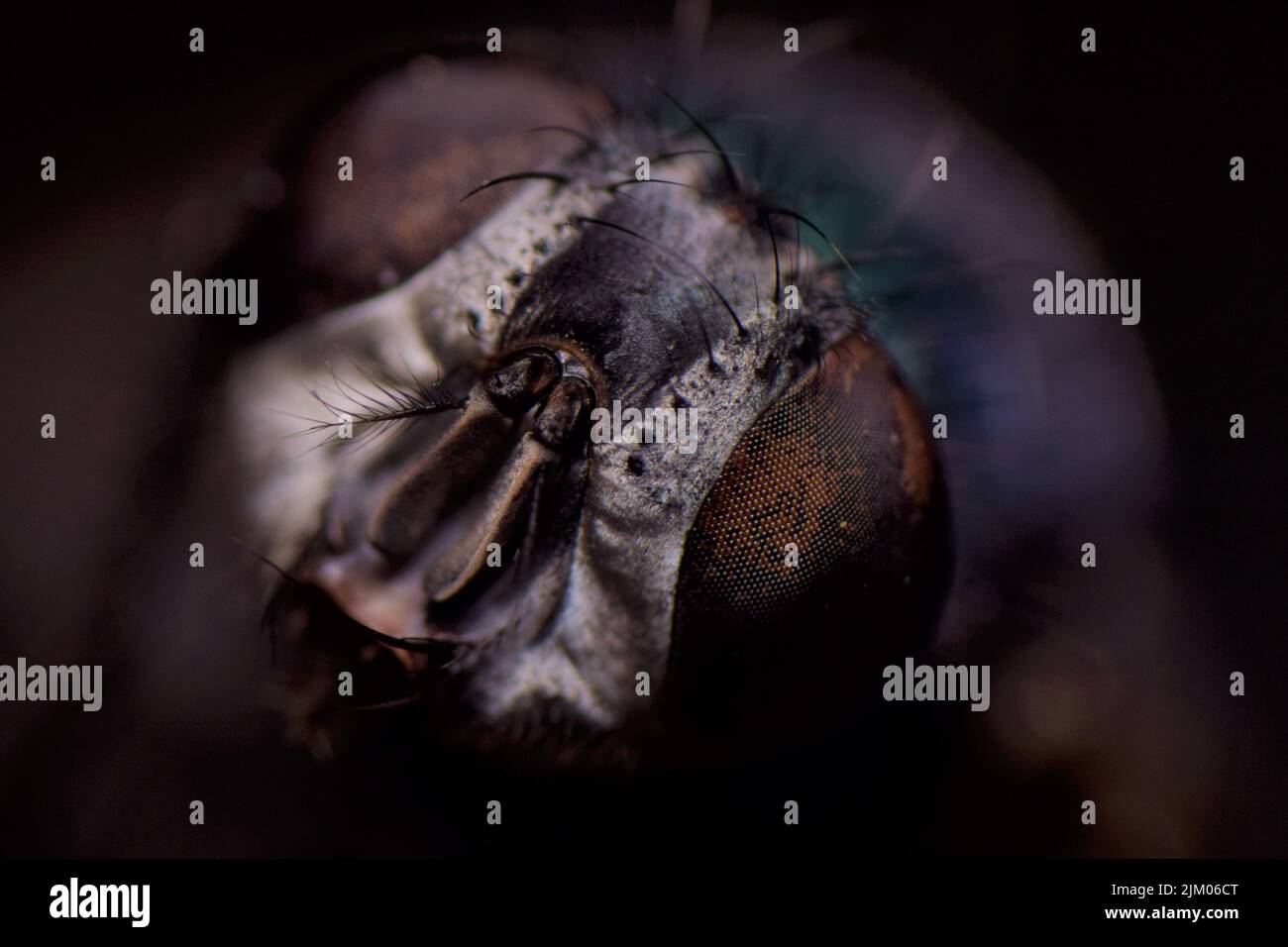 Una fotografía macro de una pequeña mosca sobre un fondo borroso Foto de stock