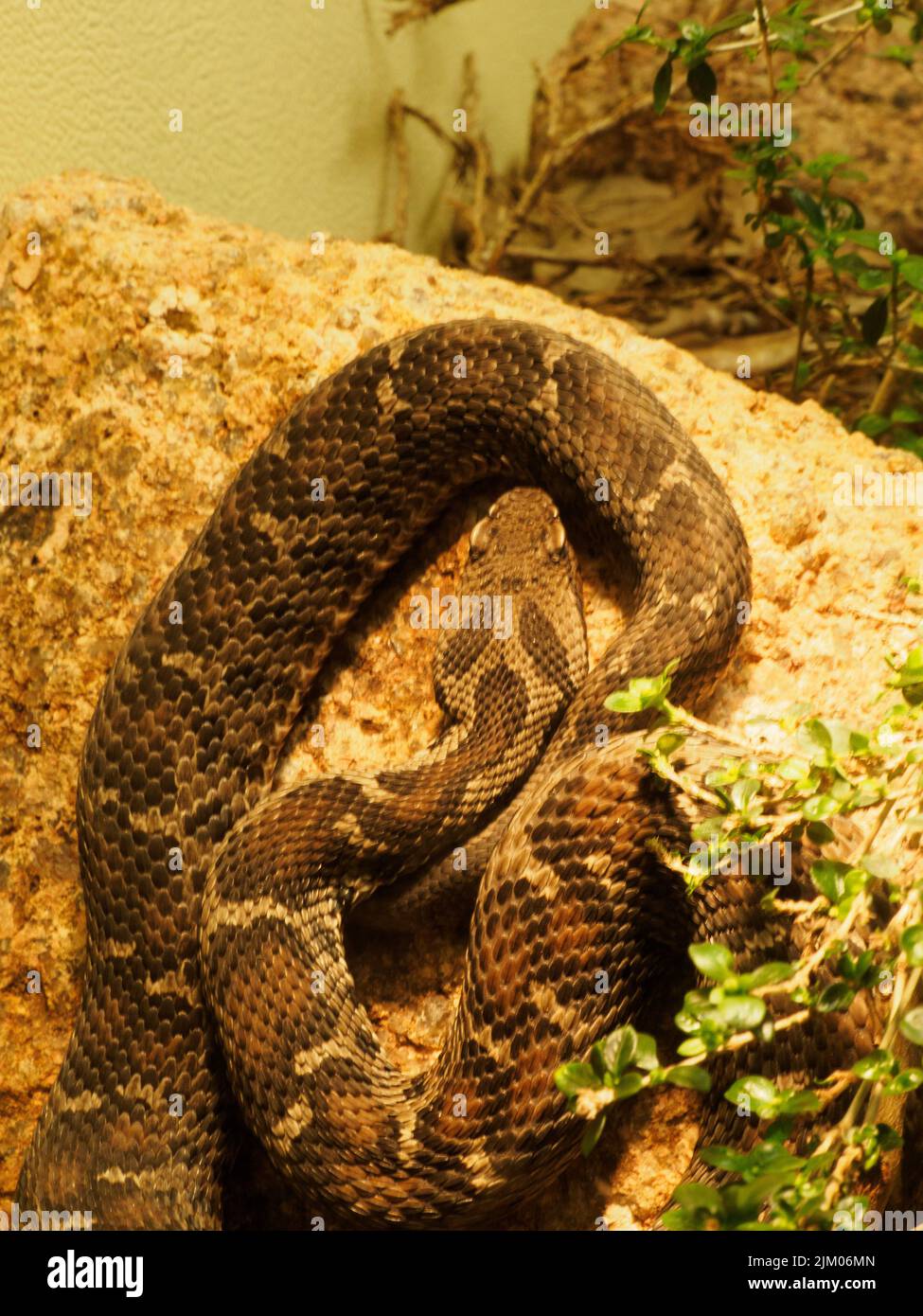 Una serpiente en el edificio de Herpetología del Zoo en Saint Louis Missouri. Foto de stock