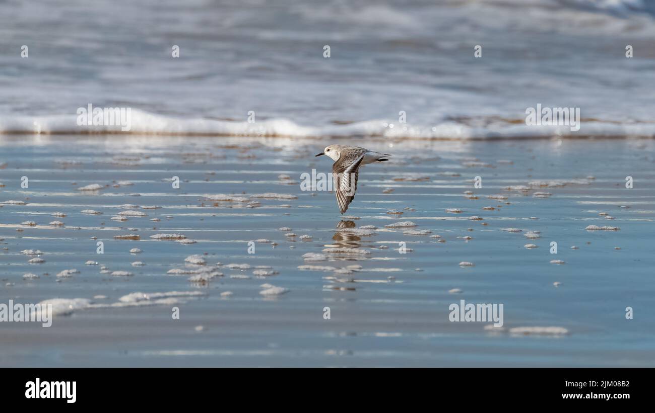 Los sanderlings comiendo en la orilla, pájaros lindos Foto de stock