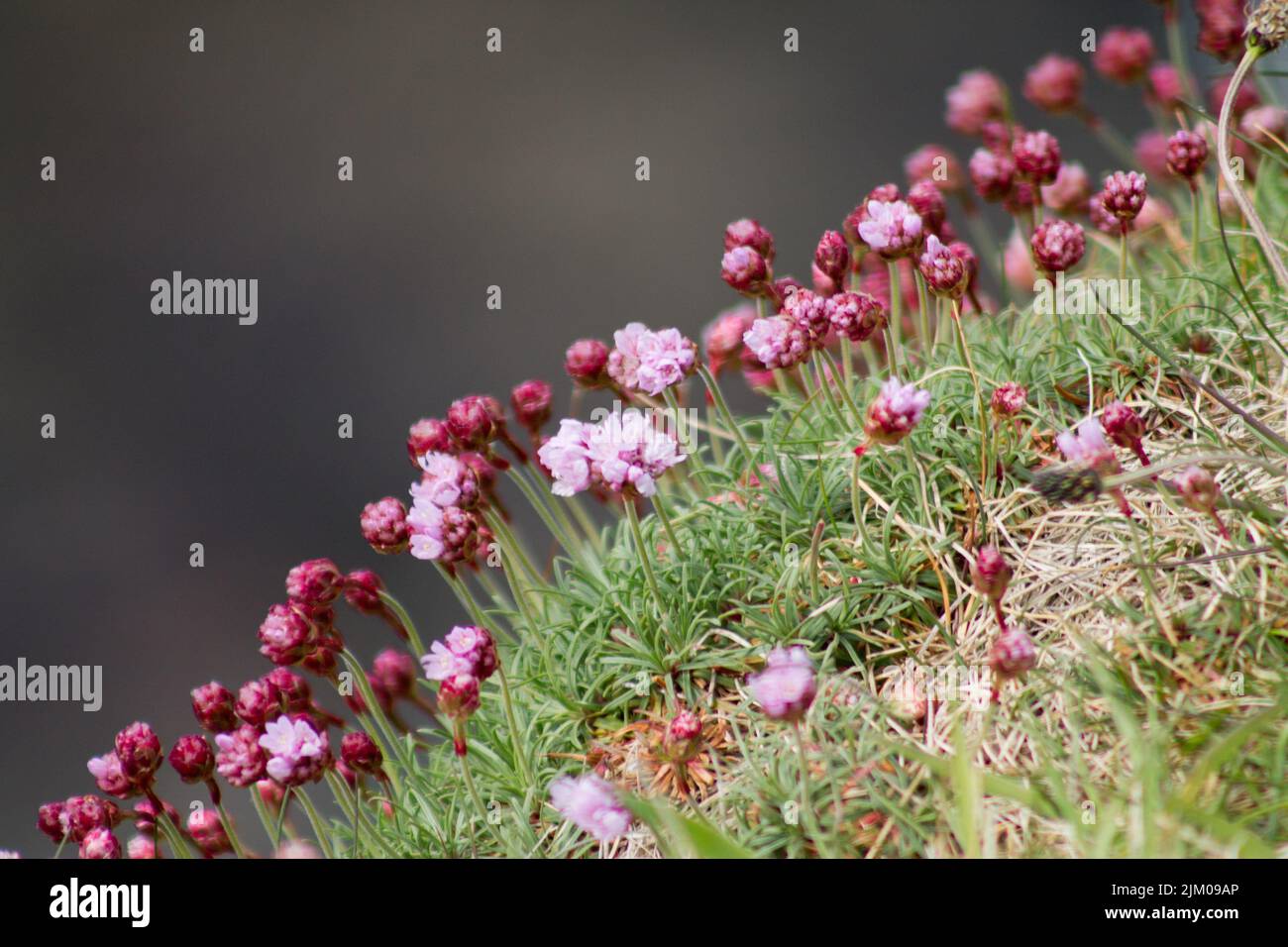 Flores marinas fotografías e imágenes de alta resolución - Alamy