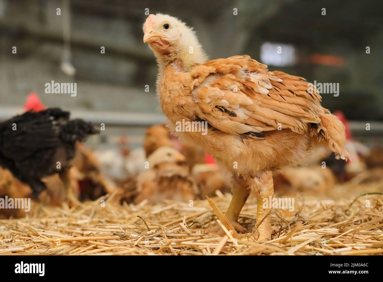 Pollos marrones rojos de aves de corral en la ropa de cama de paja en la producción agrícola lookin en la cámara Foto de stock