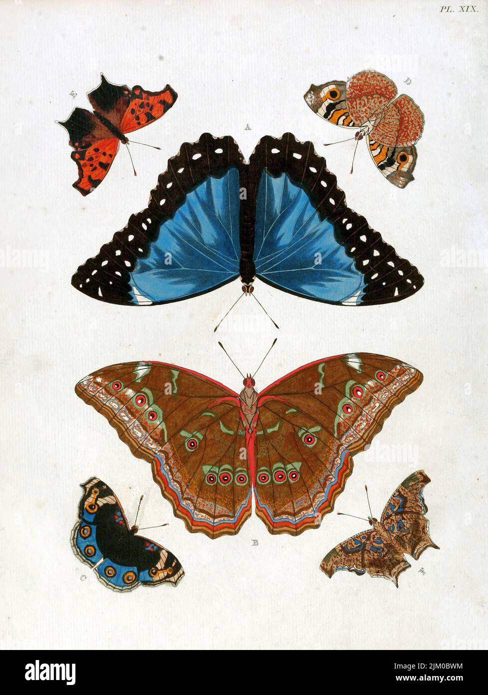 Una ilustración vintage del siglo 19th de mariposas coloridas Foto de stock