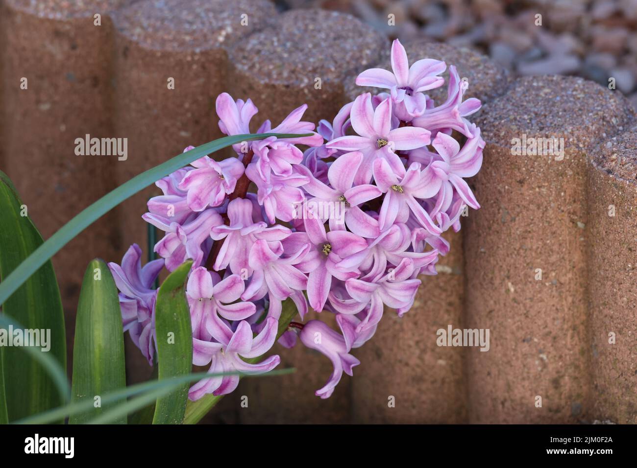Jacinto púrpura en un lecho de flores en el jardín. Foto de stock