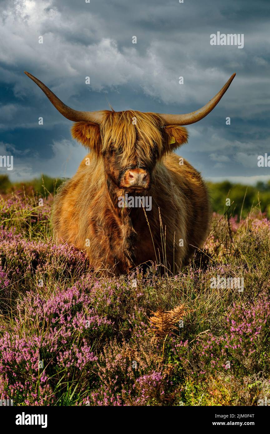 Vaca Exmoor Highland de pie en el brezo Foto de stock