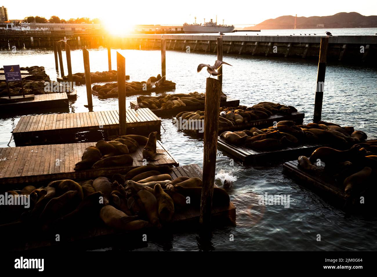 La infame Pier 39 en San Francisco tiene que durante muchos años ha sido un refugio para estos lobos marinos de California. Como están protegidos de esta manera, el Foto de stock