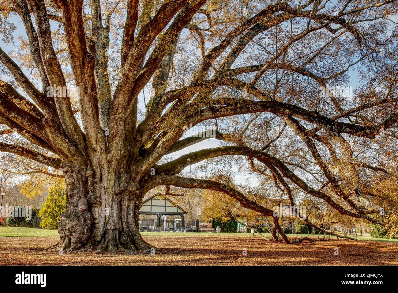Una hermosa vista del parque con un gran árbol otoñal con ramas colgantes Foto de stock