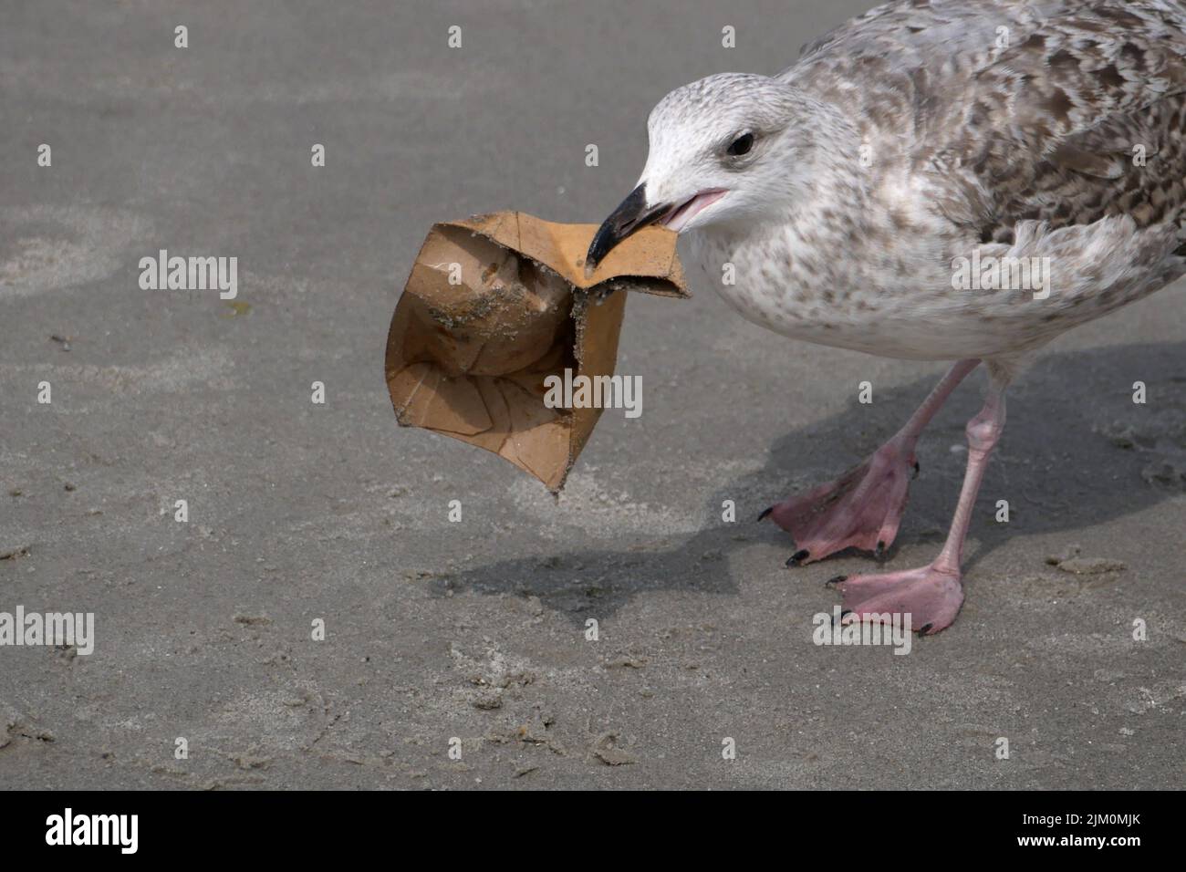 Seagull lleva una taza de papel en la playa Foto de stock