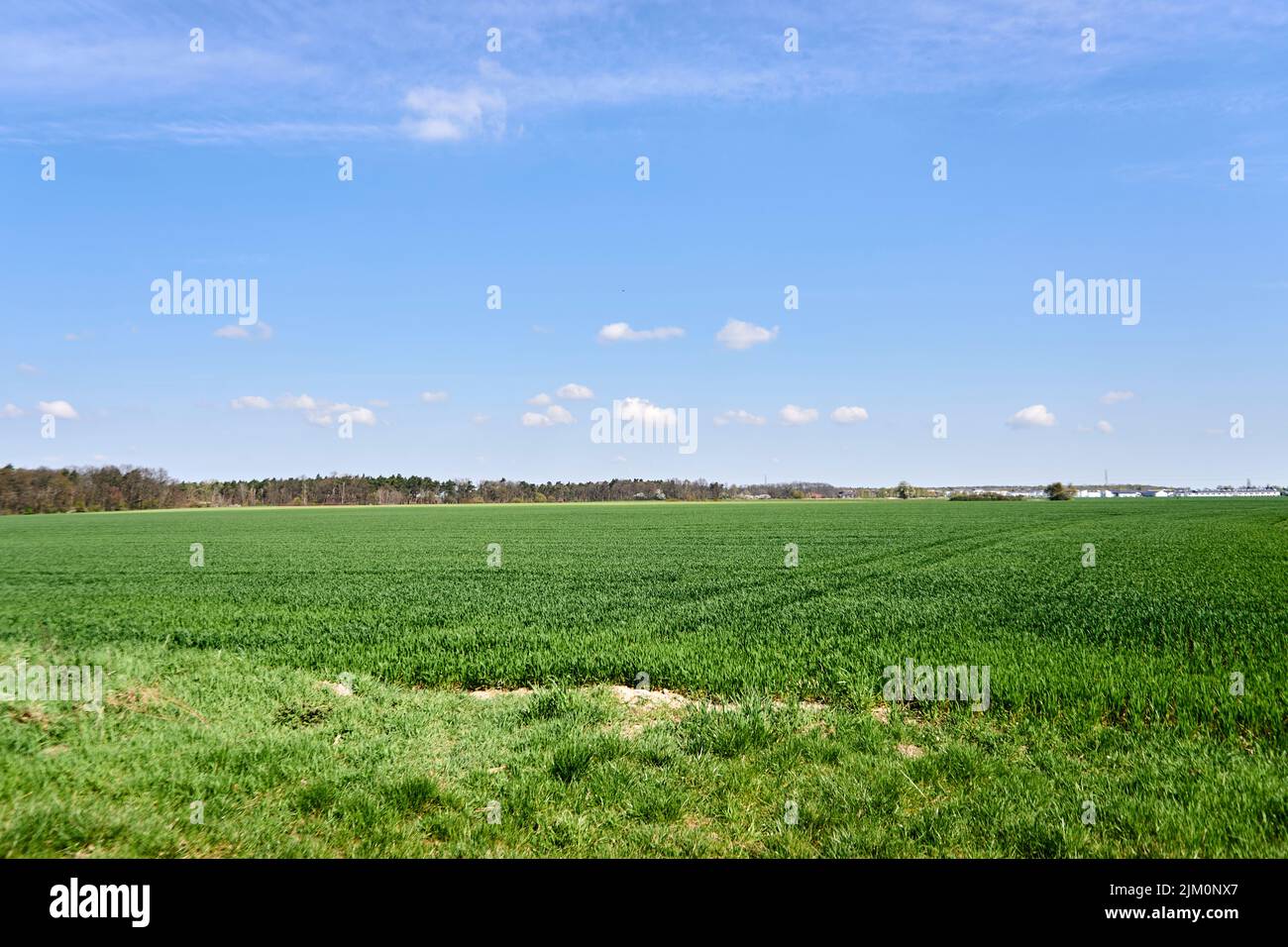 La línea del horizonte árboles de hierba en el campo en el verano soleado día Foto de stock