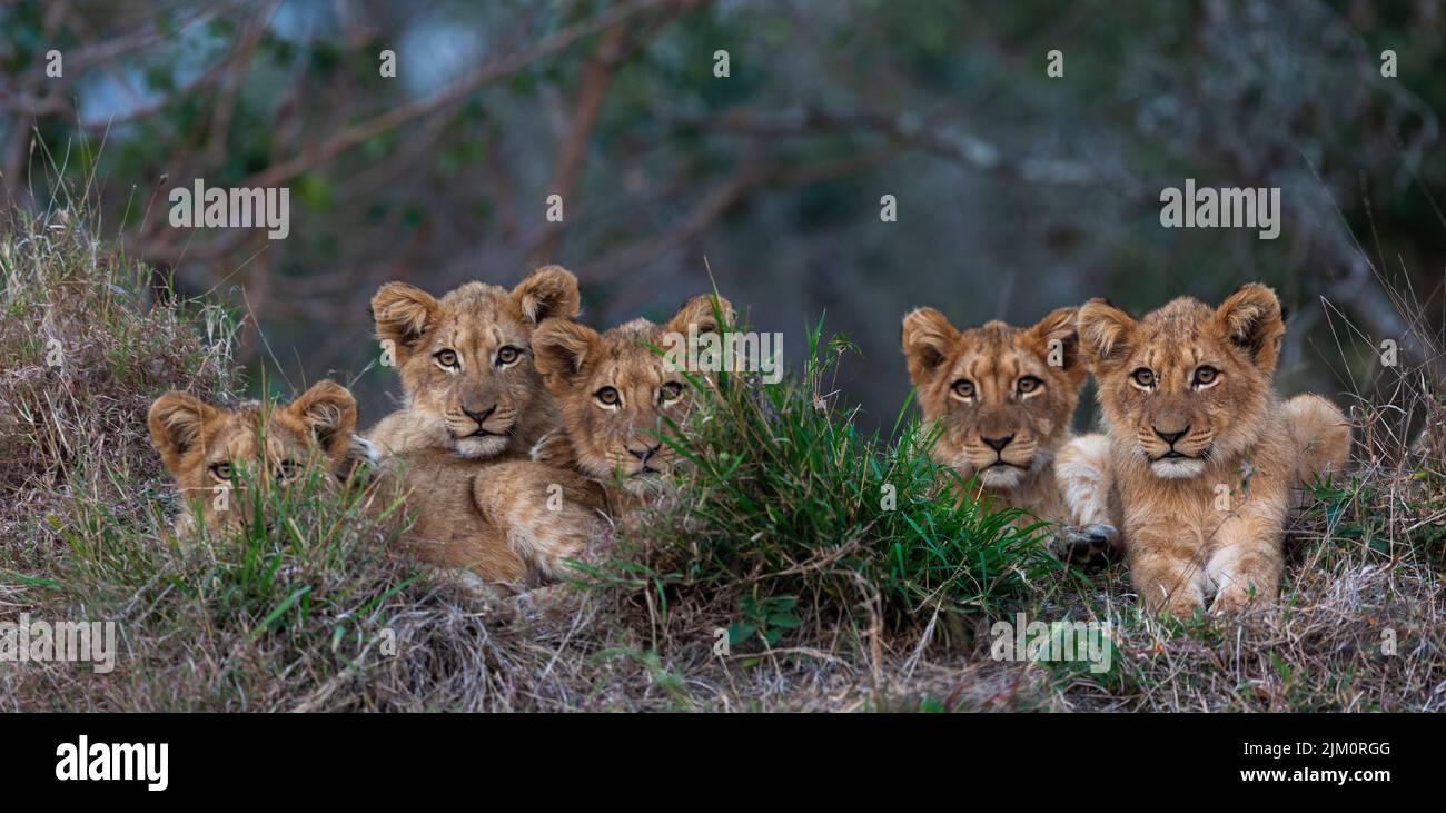 Lindo retrato de cinco cachorros de león descansando juntos Foto de stock