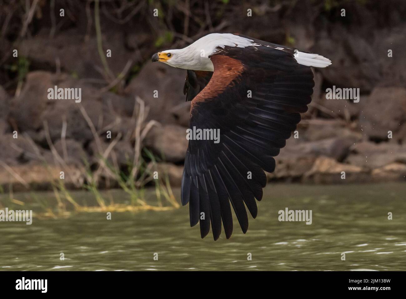 Águila africana , Haliaeeetus vocifer,Accipitridae, Parque Nacional del Lago Baringo, Kenia, África Foto de stock