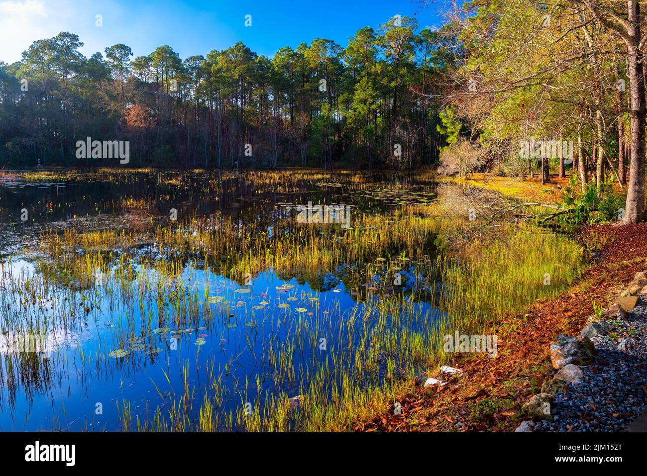 El Refugio Nacional de Vida Silvestre de San Marcos al amanecer en Florida Foto de stock