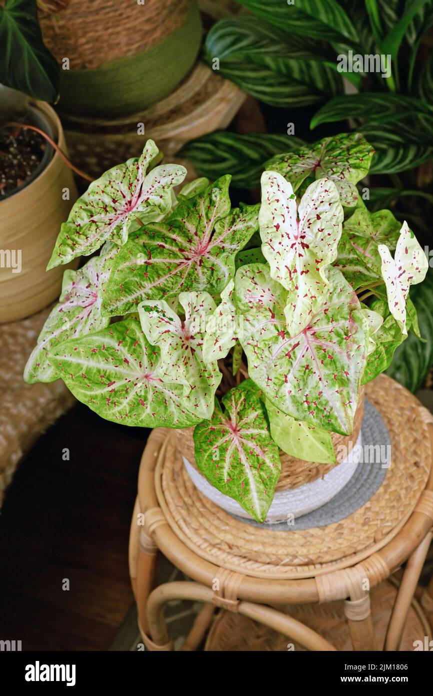Exótica planta de 'Caladium Miss Muffet' con hojas rosadas y verdes con puntos rojos en la olla de la cesta Foto de stock