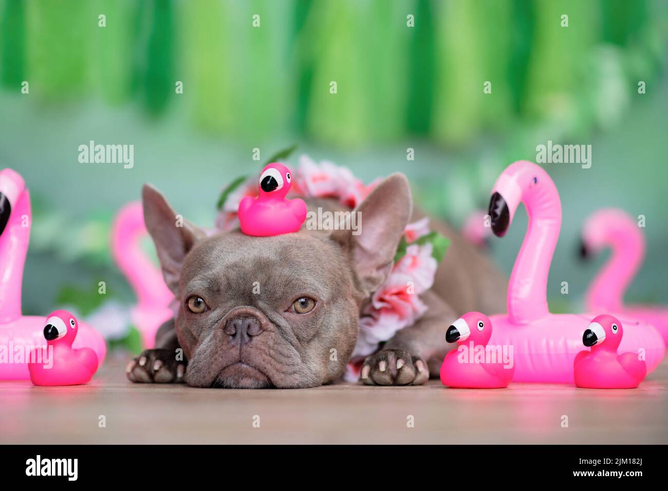 Perro Bulldog francés con flamenco de juguete de goma rosa en la cabeza y guirnalda de flores tropicales frente a fondo verde Foto de stock