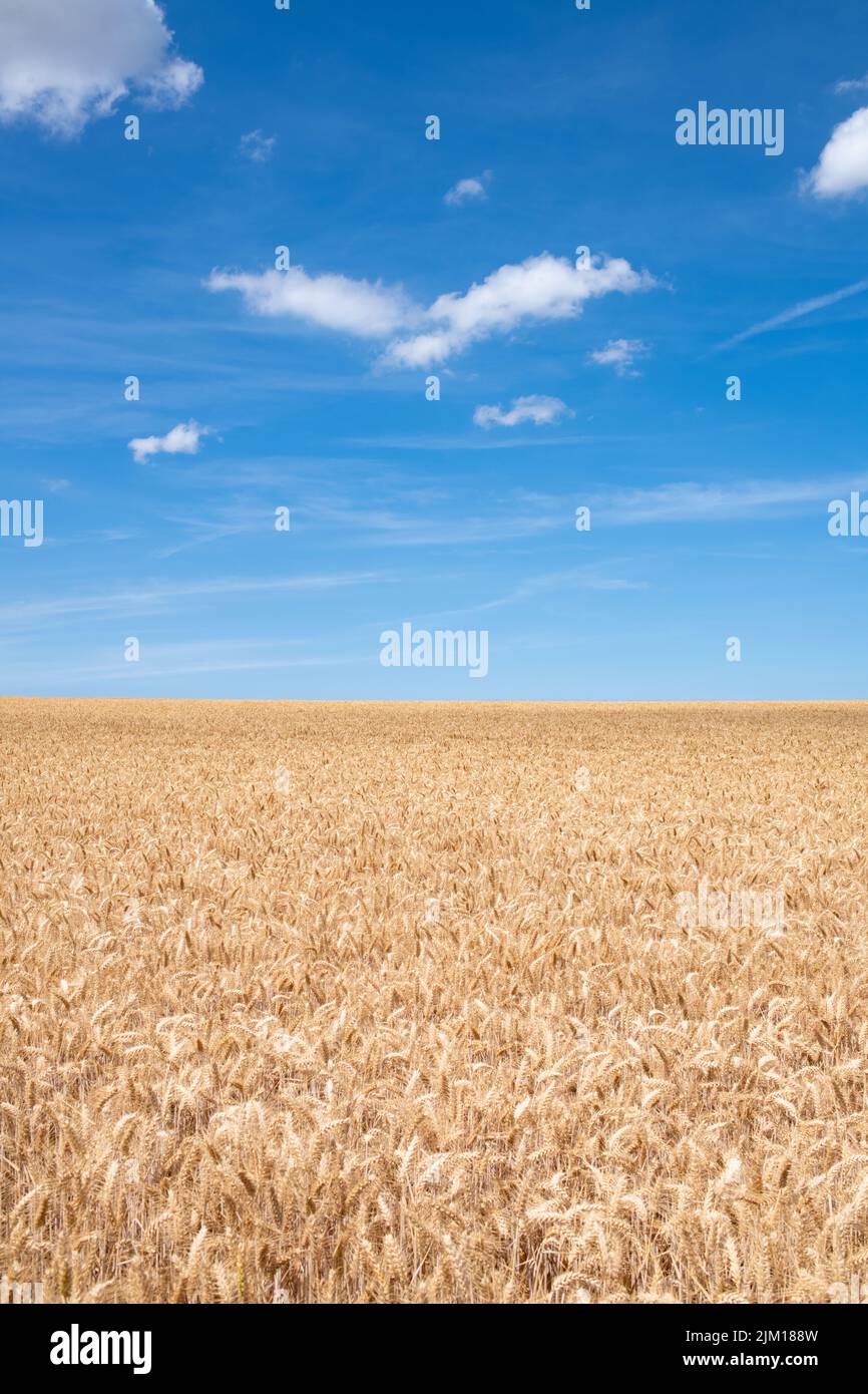 Campo de trigo y cielo azul - Kent, Reino Unido 2022 durante la ola de calor Foto de stock