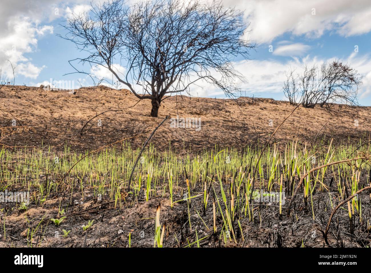 Brotes verdes que aparecen en tierra quemada 14 días después del incendio en el parque nacional de Snettisham, en la costa este del Wash, durante la ola de calor de julio de 2022. Foto de stock