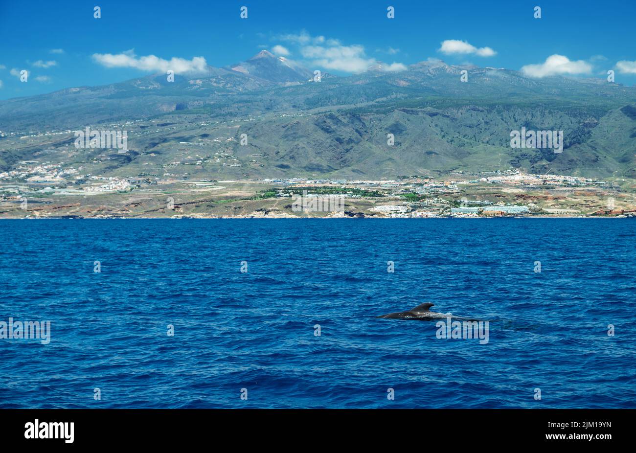Vista de la isla de Tenerife desde el océano. Las ballenas piloto en el agua están en primer plano. Foto de stock
