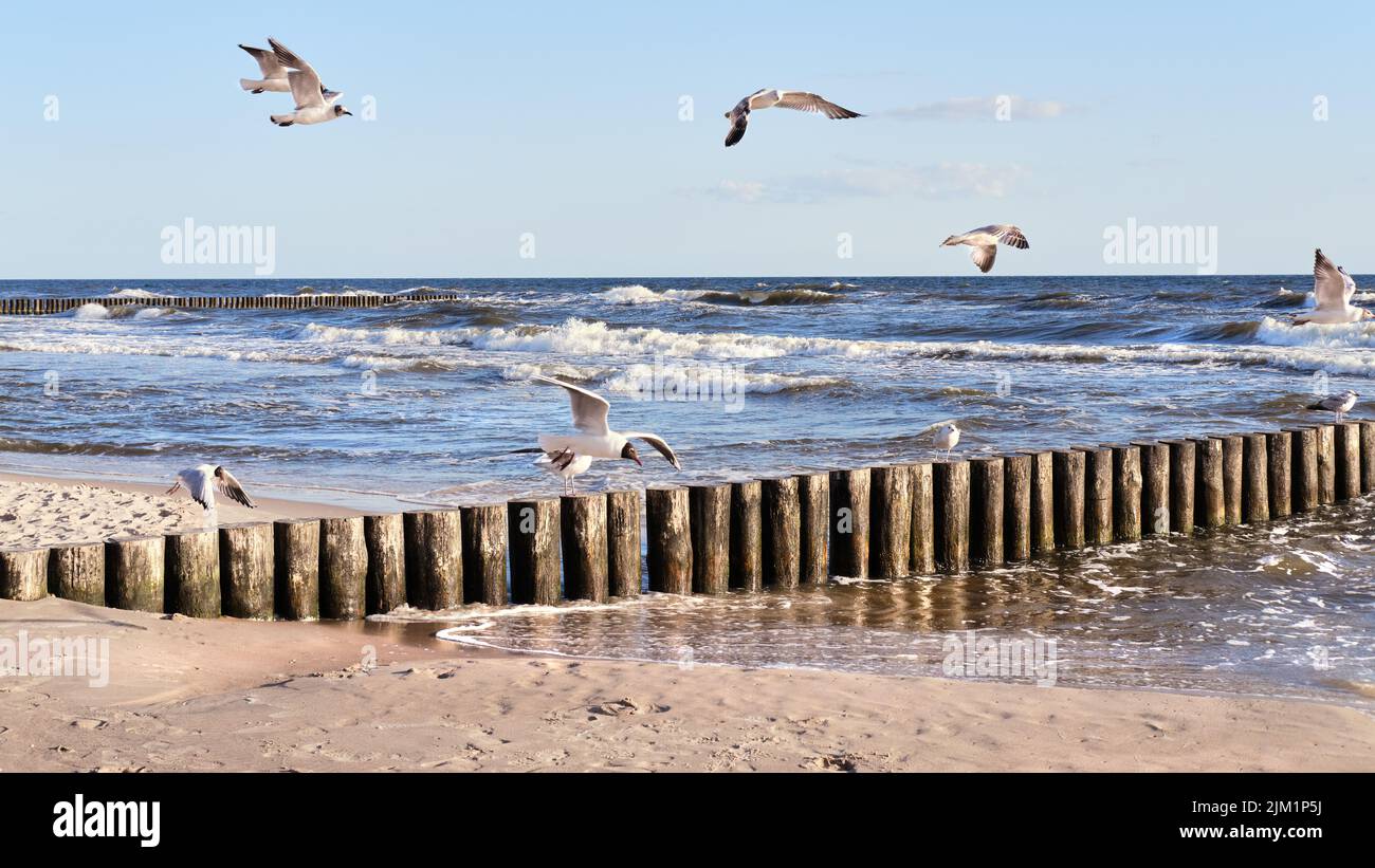Mar Báltico en Polonia. Gaviotas sobre mar tormentoso, con olas que meten postes de madera. Día de viento con cielo azul. Foto de stock