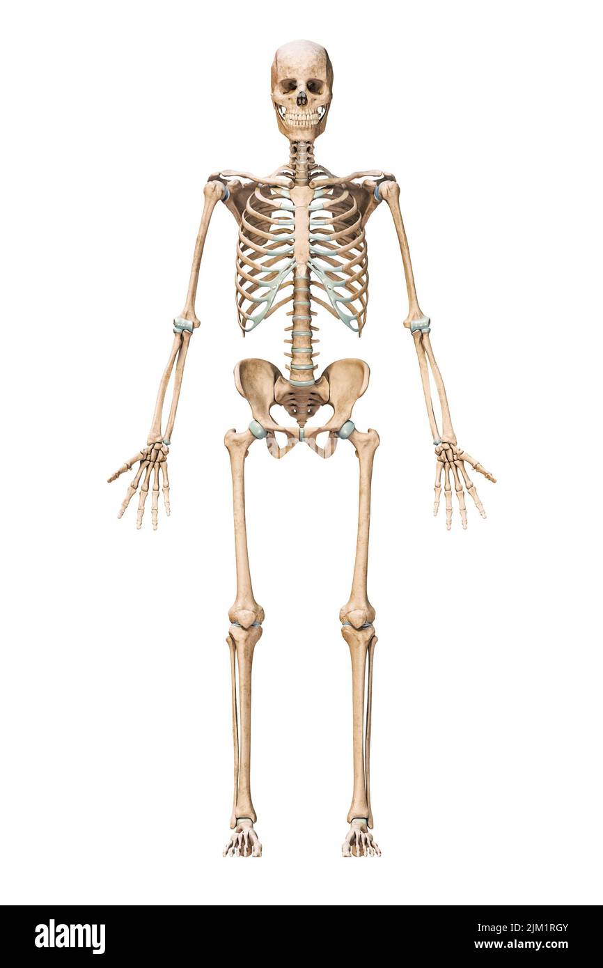 Vista anterior o frontal del sistema esquelético humano preciso con huesos esqueléticos de macho adulto aislados sobre fondo blanco 3D ilustración. Ana Foto de stock