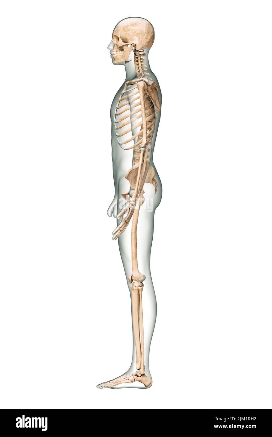 Vista lateral o de perfil del sistema esquelético humano preciso con huesos esqueléticos y cuerpo masculino adulto aislados sobre fondo blanco 3D rendering illustrati Foto de stock