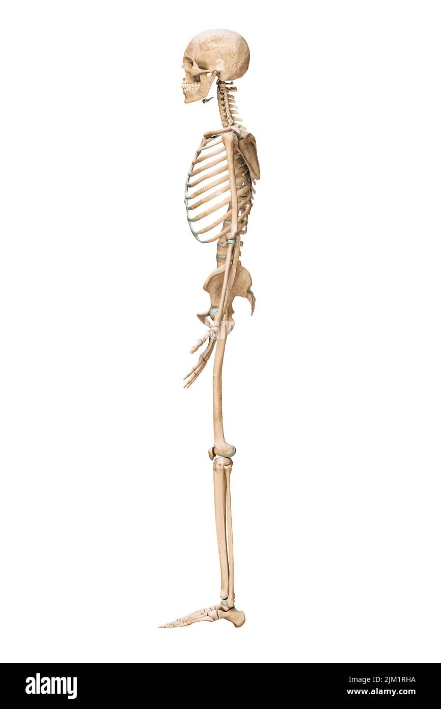 Vista lateral o de perfil del sistema esquelético humano preciso con huesos esqueléticos de macho adulto aislados sobre fondo blanco 3D ilustración de representación. Una Foto de stock