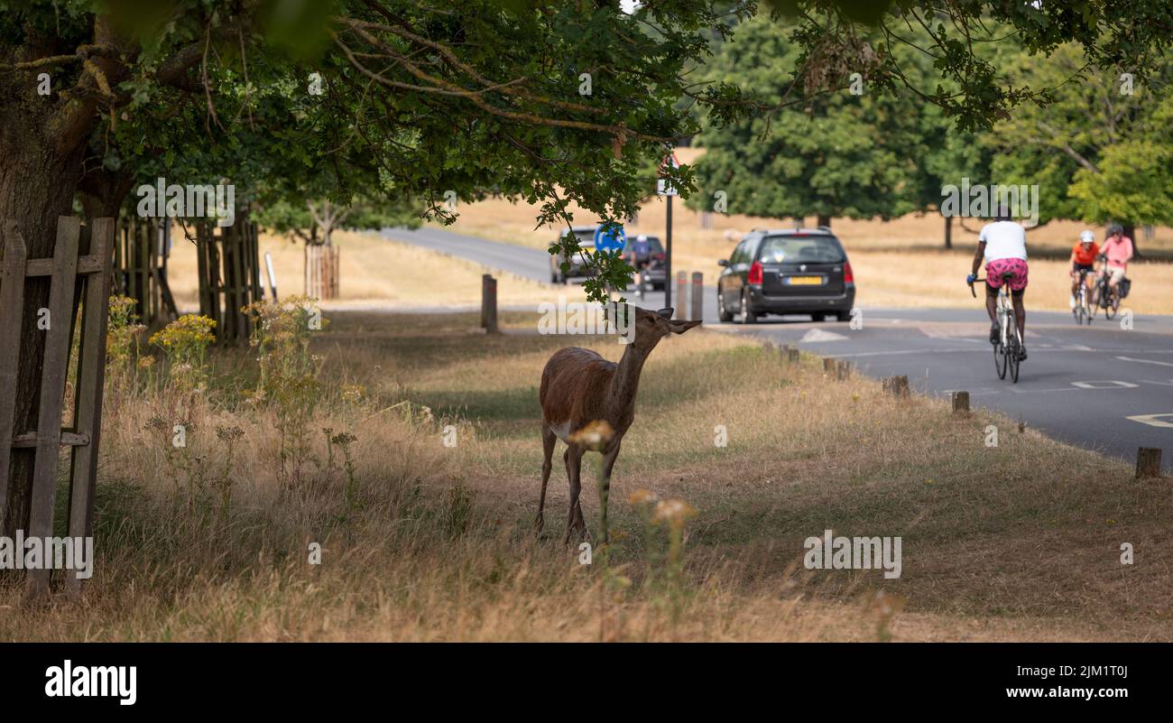 Richmond Park, Londres, Reino Unido. 4 de agosto de 2022. Las