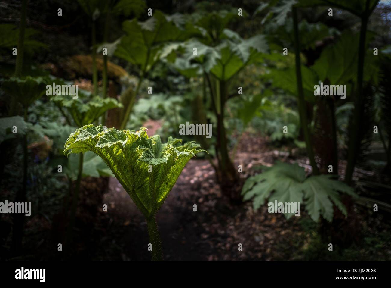 Una hoja joven de una manicata de Gunnera que crece en el jardín subtropical salvaje de Penjjjick en Cornwall. Penjerrick Jardín es reconocido como Cornwall verdadero ju Foto de stock