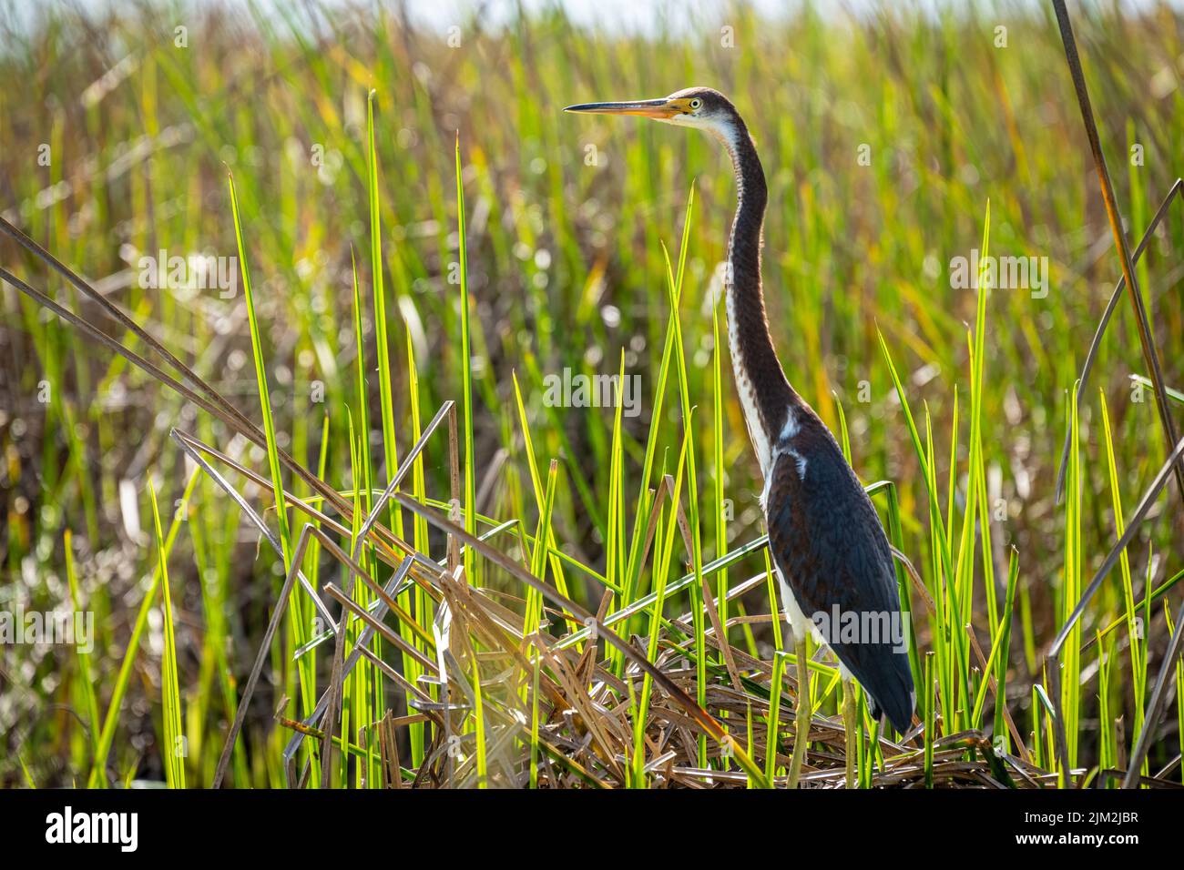 Garza tricolor (Egretta tricolor) entre la hierba de los pantanos en el río Guana en Ponte Vedra Beach, Florida. (ESTADOS UNIDOS) Foto de stock