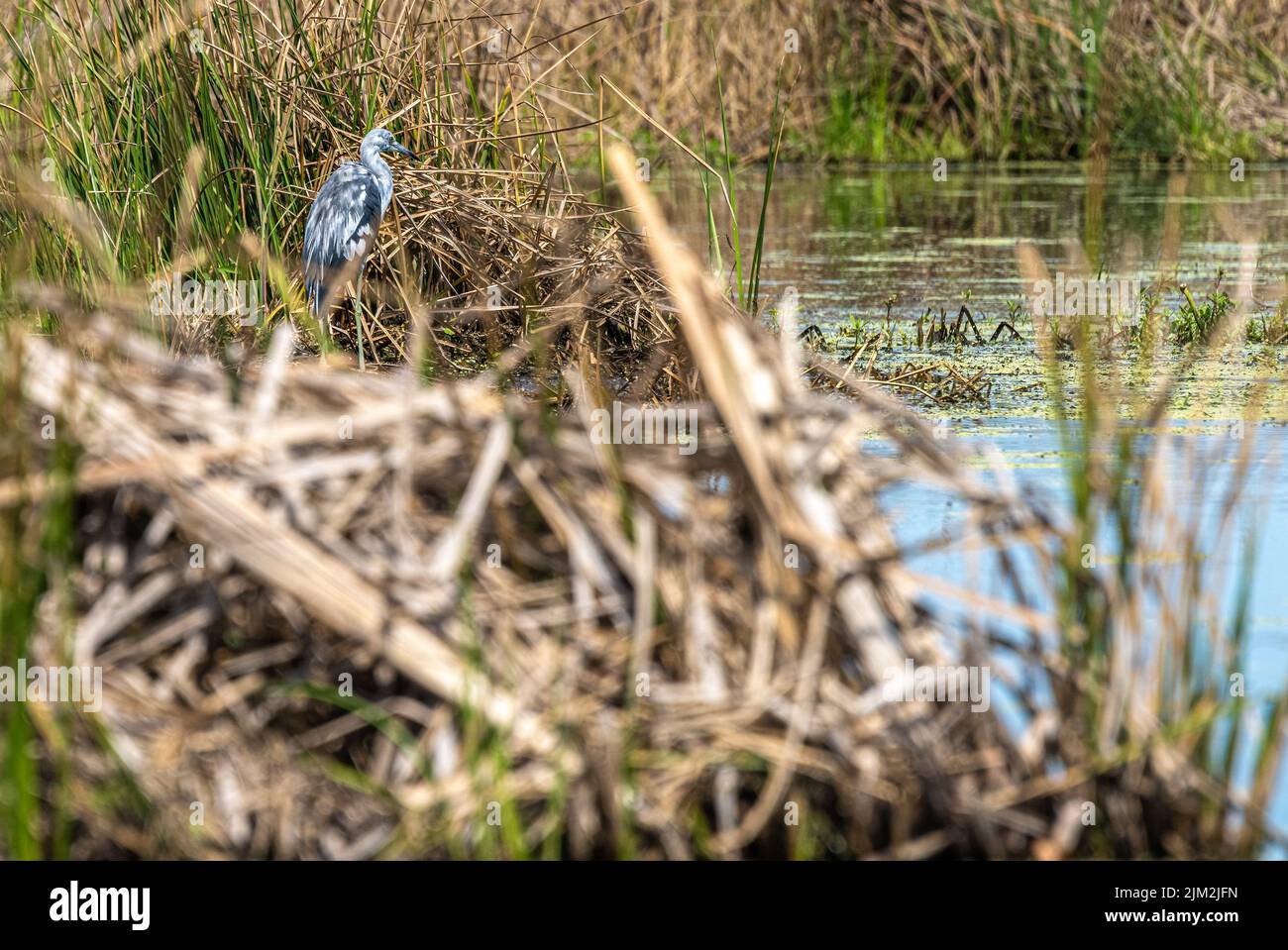 Molting juvenil Little Blue Heron entre la hierba de los pantanos a lo largo del río Guana en Ponte Vedra Beach, Florida. (ESTADOS UNIDOS) Foto de stock