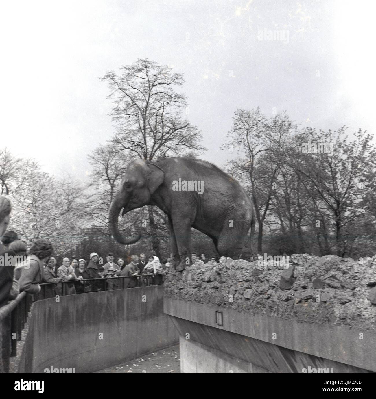 1967, histórico, los visitantes que miran a un elefante en el Zoo de Londres, Regents Park, cuyas patas delanteras están encaramadas en las rocas en el borde de la trinchera o foso que iba alrededor del recinto del elefante. Los elefantes llegaron al Zoo, que fue inaugurado en 1828 por la Sociedad Zoológica de Londres, unos años más tarde en 1831, pero partieron del parque de animales construido en victoria en 2001. Foto de stock