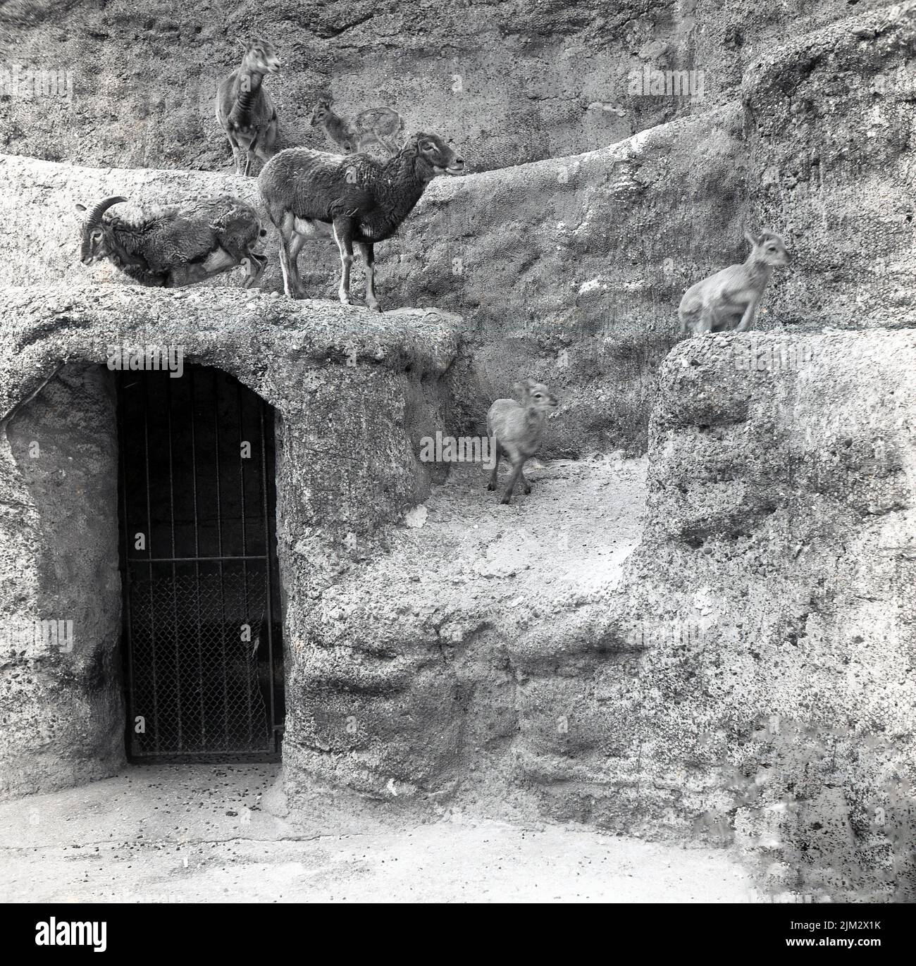 1967, histórico, carneros en un nivel superior en su recinto en el Zoo de Londres, Regents Park, Londres, Inglaterra, Reino Unido Foto de stock