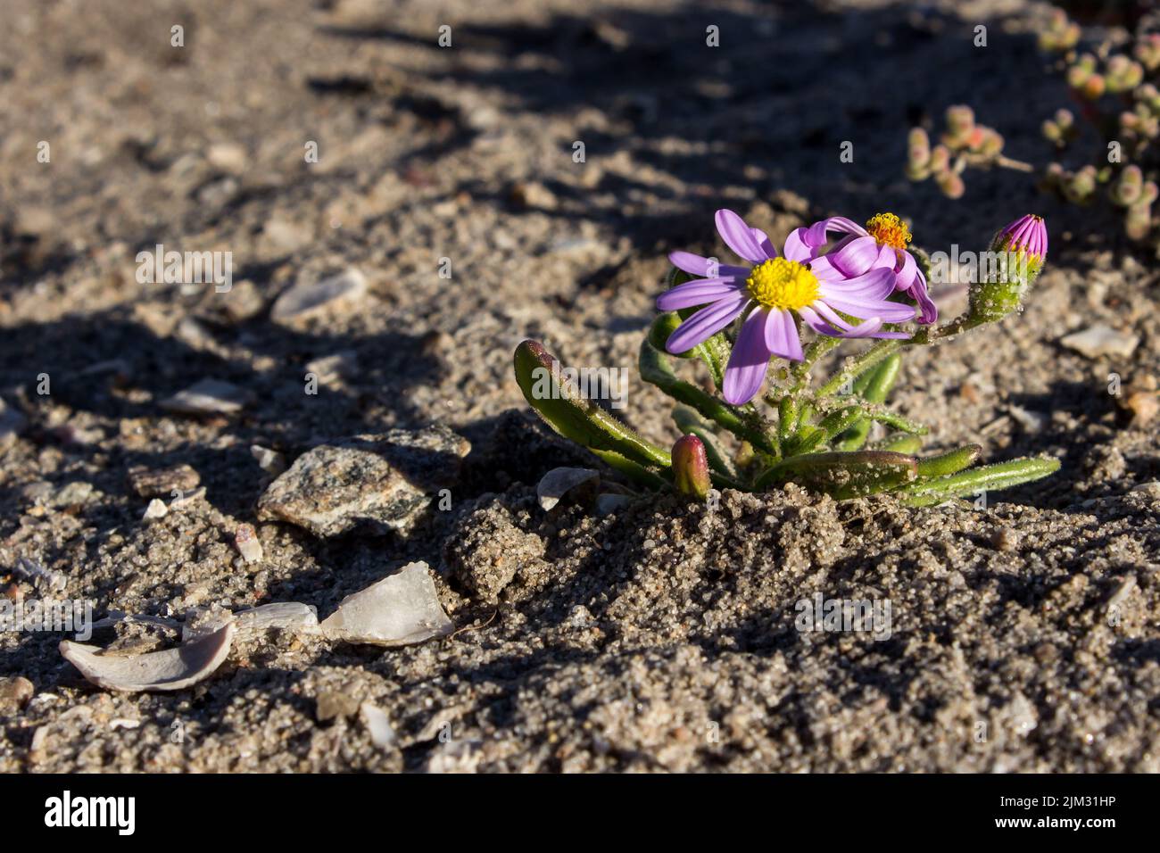 Una sola flor enana Felicia, en el suelo seco y árido de la región costera del Parque Nacional Namaqua, costa oeste de Sudáfrica Foto de stock