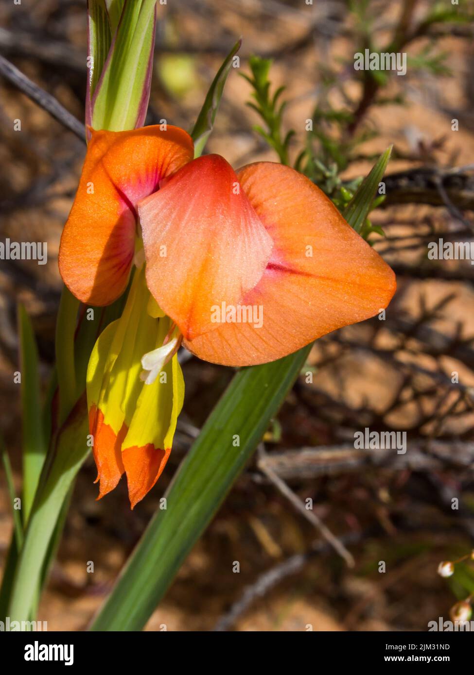 La flor anaranjada de un Gladiolus alatus, un tipo de iris que crece salvaje en la región de Namaqualand en Sudáfrica Foto de stock
