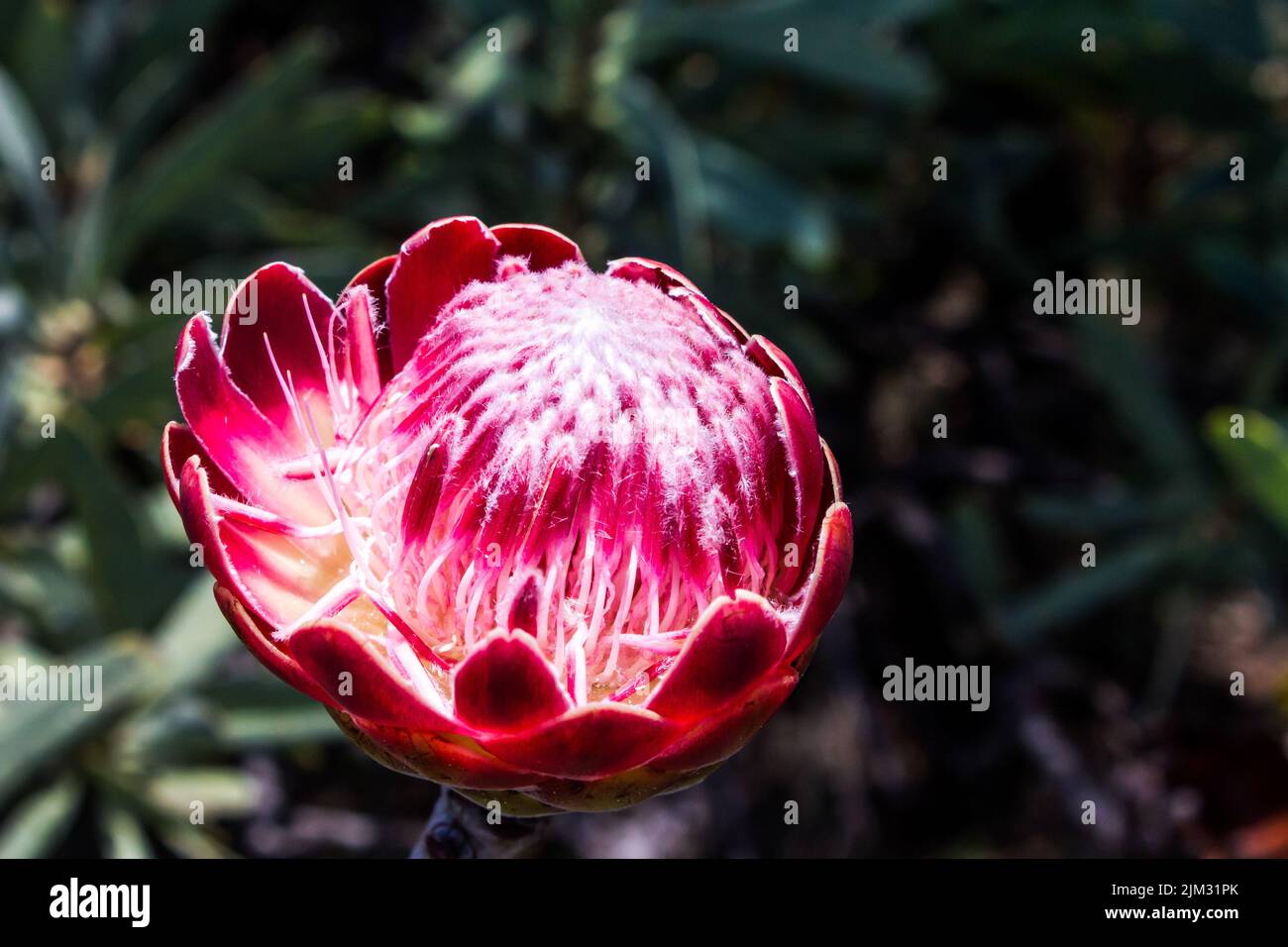 La cabeza de flor de un arbusto de azúcar rosa brillante, Protea caffra, en el parque suburbano Kloofendal, Roodepoort, Sudáfrica Foto de stock