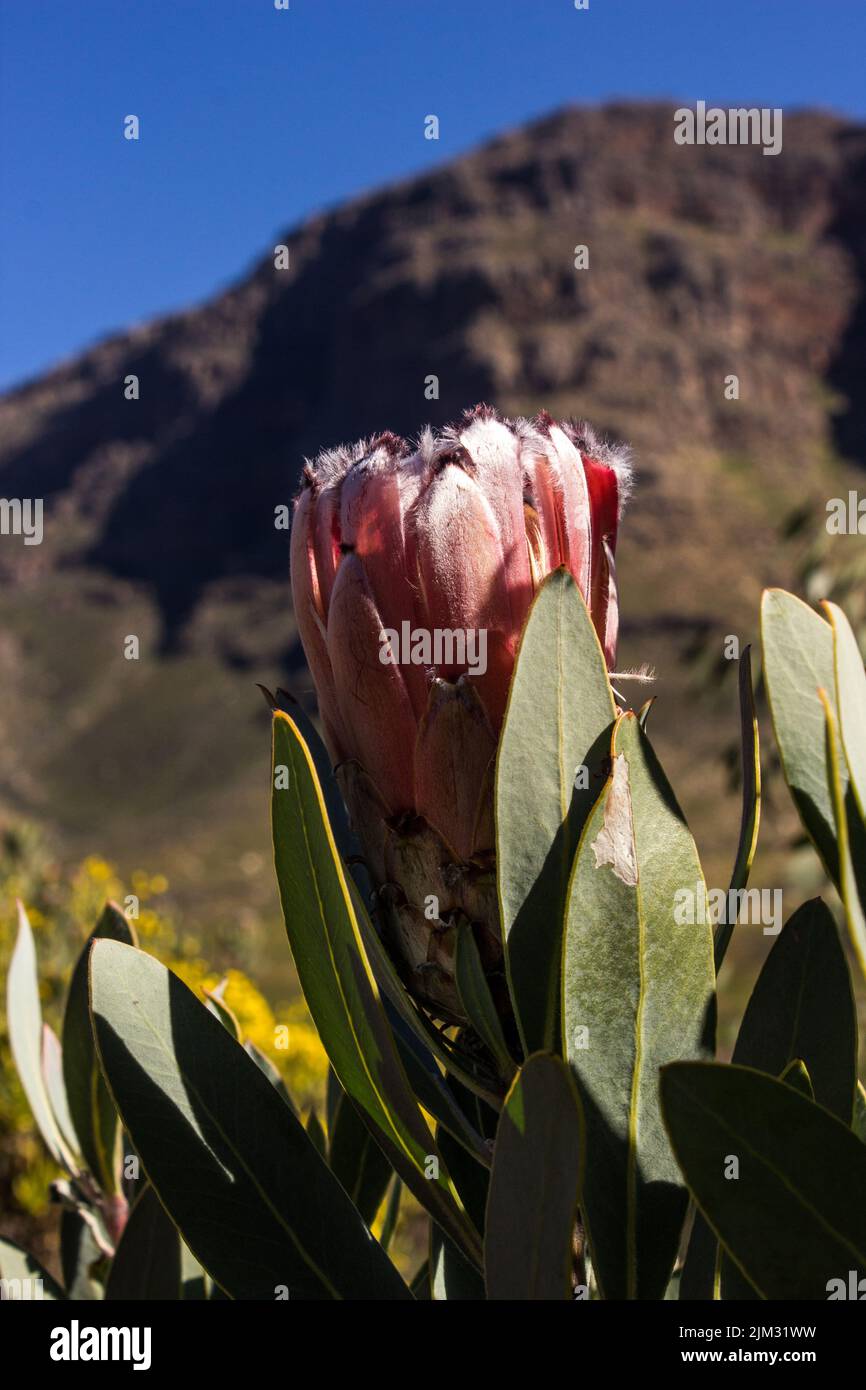 Mirando hacia arriba una gran flor rosada extravagante de un sugarbush de barba marrón, Protea speciosa, con los acantilados de las montañas Cederberg, Sudáfrica, Foto de stock