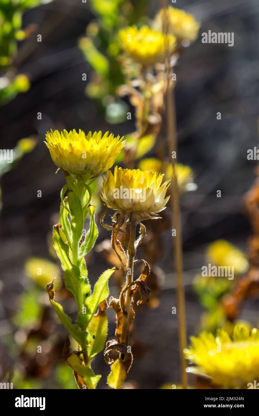 Amarillo retroiluminado eterno, Helichrysum Coopri, flores en el semidárido veldo del Estado Libre, Sudáfrica. Foto de stock
