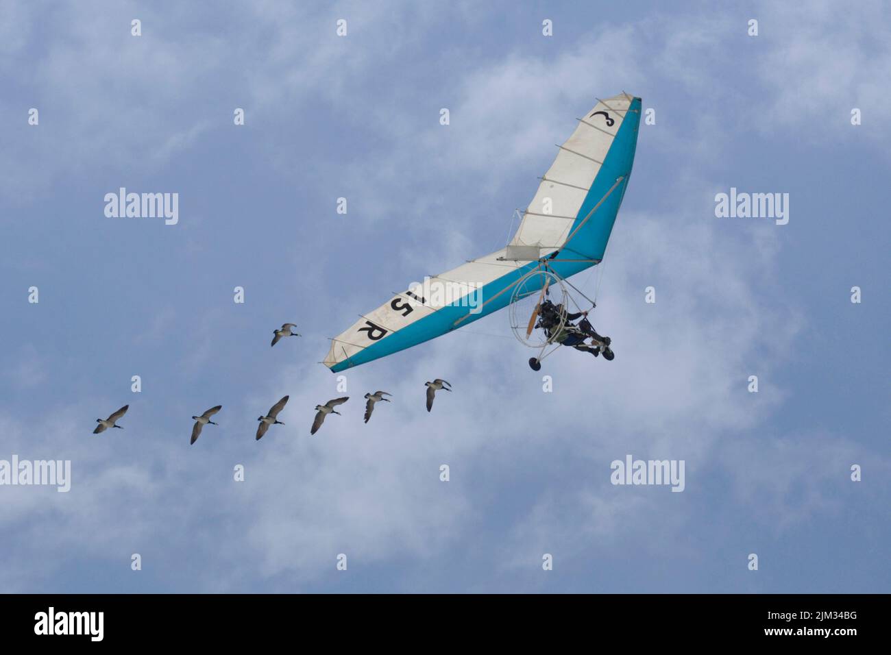 Christian Moullec, volando con gansos Foto de stock